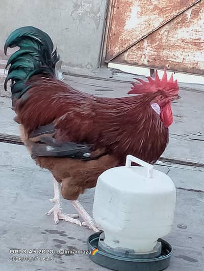 A butifull Bangum   vatenami   breeder  exchang with  any shamoo chiks