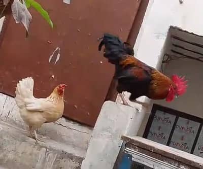 desi murgi desi murga