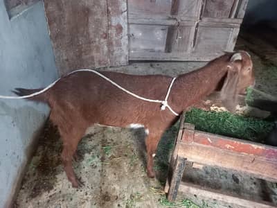 Bakri for sale Sone Wali Hai 03077004931