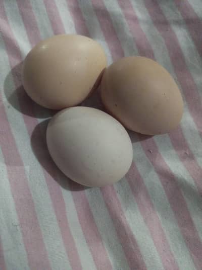 Desi Eggs available