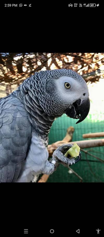 African grey parrot for sale call me 03359075409
