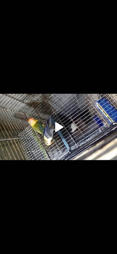 love birds breeder pair