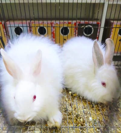 Angora Rabbit Red Eye Pair