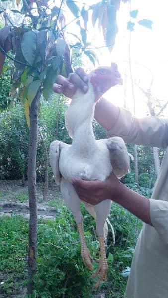 white oh shamo mail pahta available