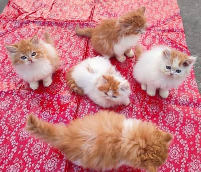 Show quality Persian kittens available in very cheap rates Eid offer