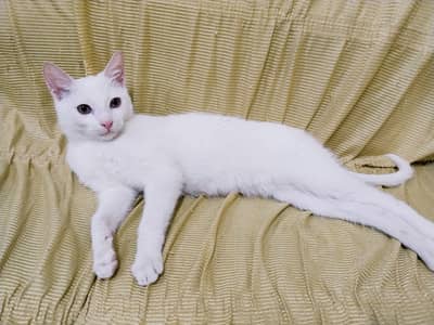 White Kitten For Sale