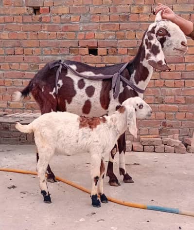 Beetal Bakri with 2.5 month female path. Gaban Bakri . bakri cros b hy