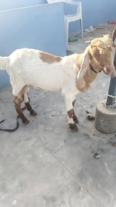 Do Baker h just ko chiiye rabta kare