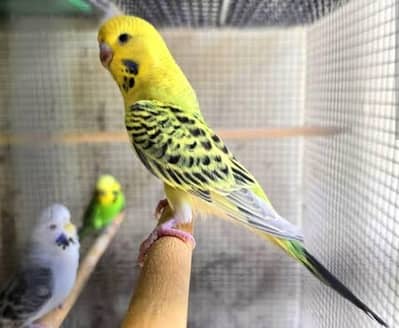 lemon TCB pathy top quality