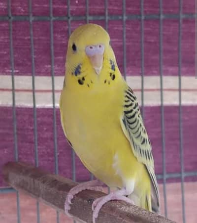 lemon TCB pathy top quality