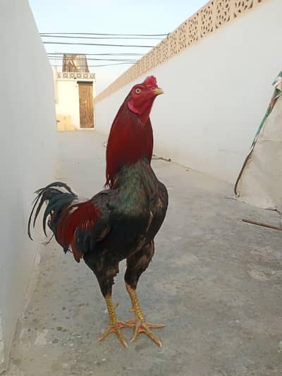 Lakha male age 22 months for sale.