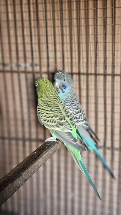 Black Face Hagoromo Pair  Male Blue Female Green split Blue