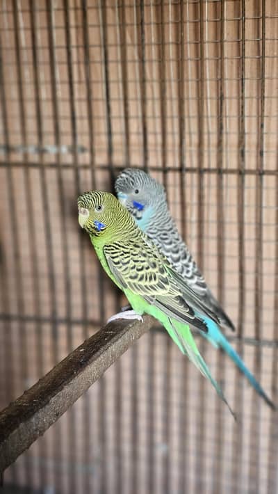 Breeder Black Face Hagoromo Pair  Male Blue Female Green split Blue