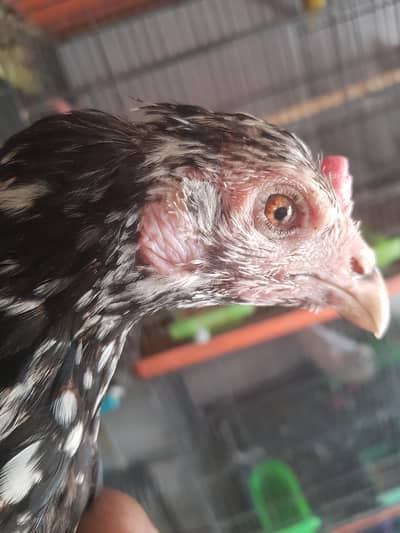 2kg hen for sell 03021017516