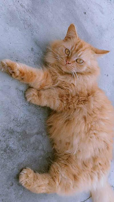 Mother and 3:(kitten) full set available Persian cat