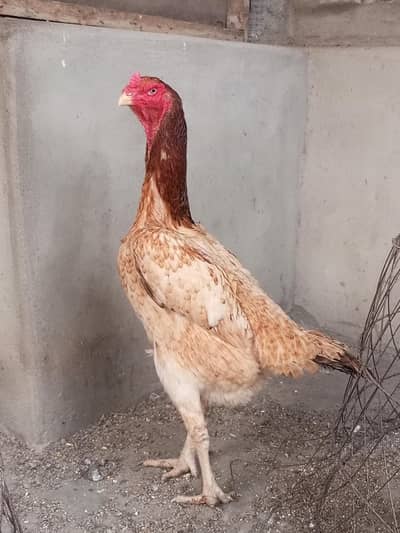 1 Hen (good points)  2 Hen (swing neck)