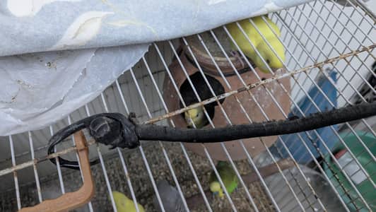 Budgies And Hogoromo For Sell With Cage