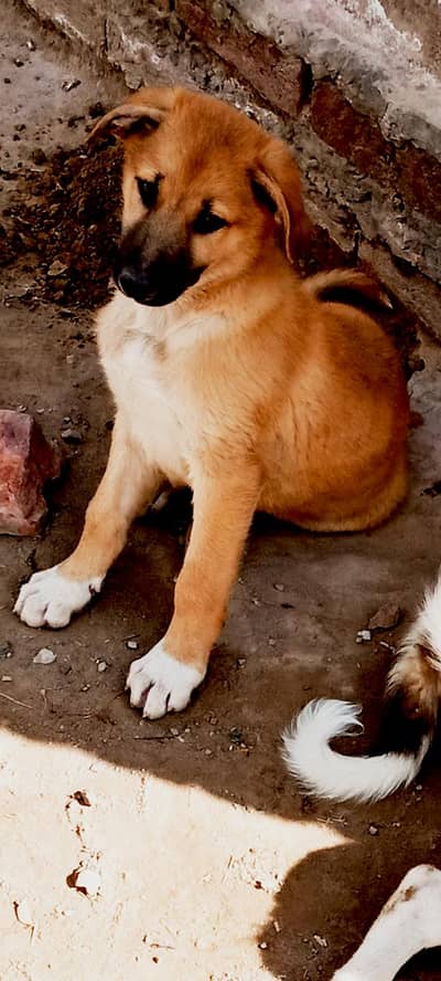 kangal | gadii dogs