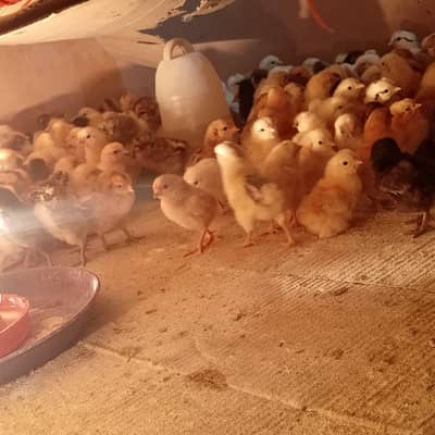 chicks for sale