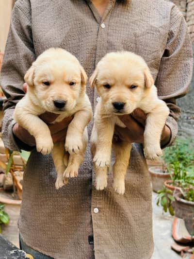Labrador male puppy available