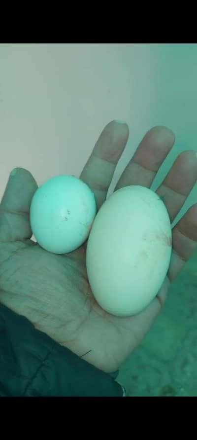 misri astrulob mian wali aseel