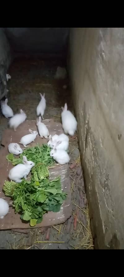 Newzealand Red eye dasi rabbits for sale 03175088407