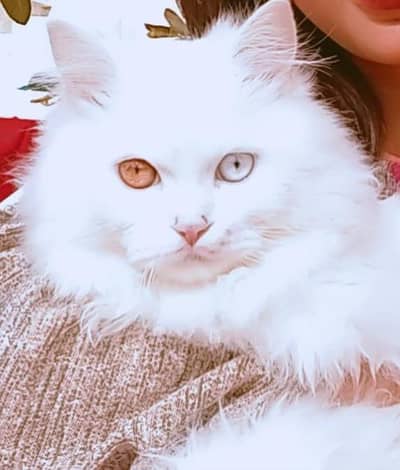 Odd eyes persian cat