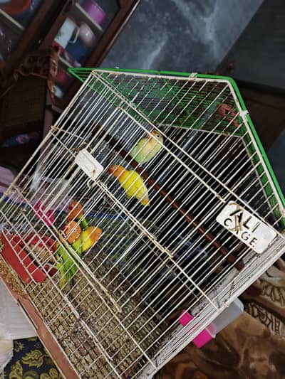 love bird for sale ha jis Bai ko pasand ha rabta kr la