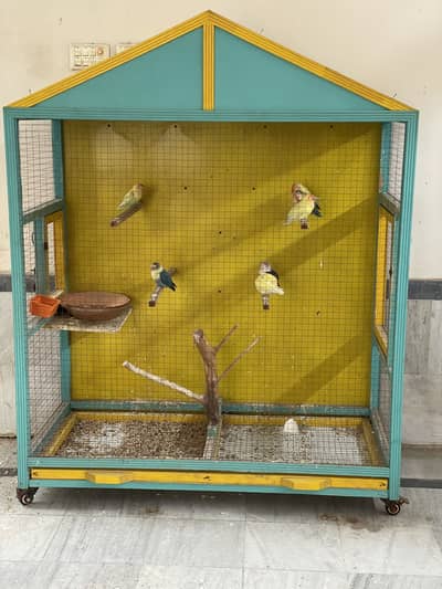 5 pairs lovebirds and cage