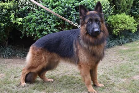 Pink paper Champion Breed Long Hair German Shepherd