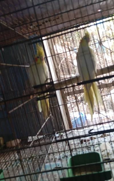 common cocktail) Exhibition)BF+bw+combo+ bf hogo