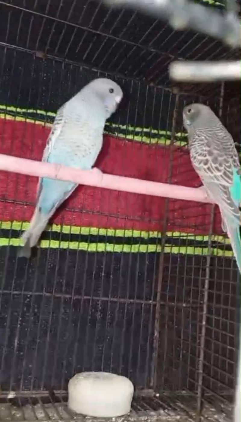 Bf+ bw+combo self chicks)visual bf hogo split chicks) 0
