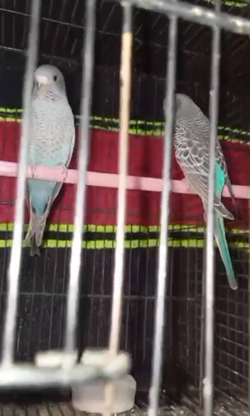 Bf+ bw+combo self chicks)visual bf hogo split chicks) 1