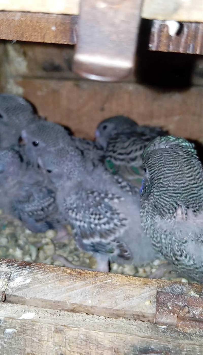 Bf+ bw+combo self chicks)visual bf hogo split chicks) 2