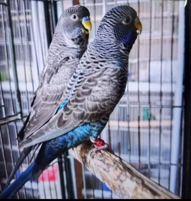 Bf+ bw+combo self chicks)visual bf hogo split chicks) 4