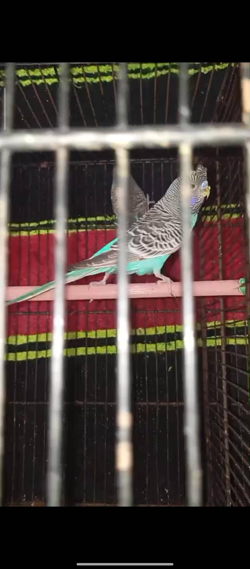 Bf+ bw+combo self chicks)visual bf hogo split chicks) 7