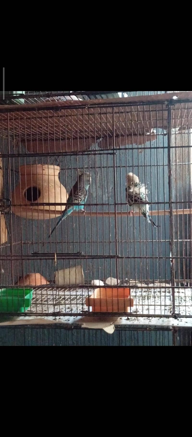 Bf+ bw+combo self chicks)visual bf hogo split chicks) 8