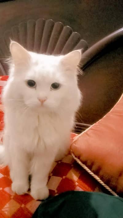 Persian cat for sale my WhatsApp number  0370-36-59-905