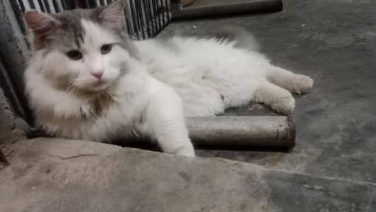 persian cat for sale double court