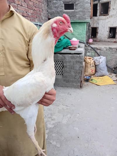 papar white shamo breader male