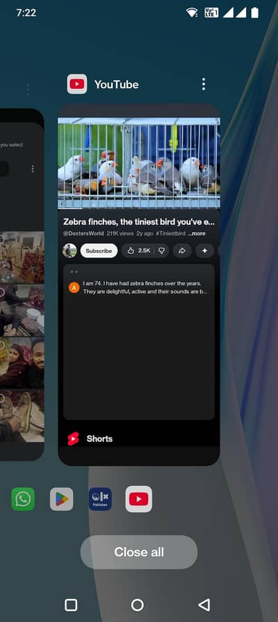 available for Finch bird