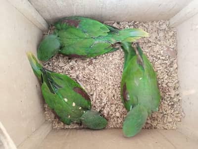 raw parrot chicks
