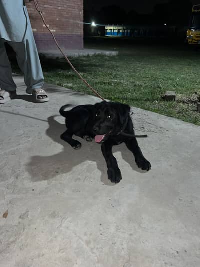 Labrador Puppy for Sale – 5 Months Old