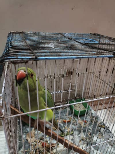 Healthy & Beautiful Parrot for Sale 