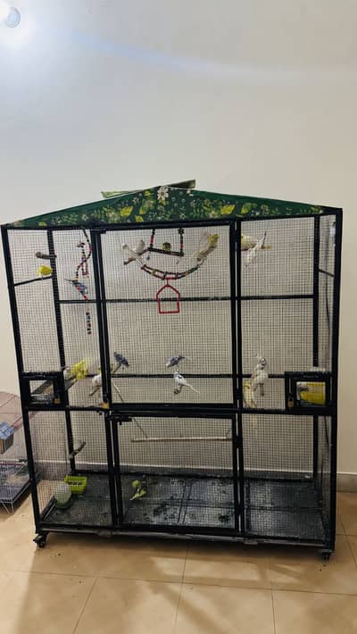 26 budgies 8+ nesting pairs