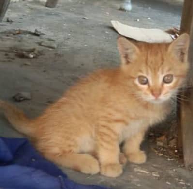 Ginger Male Kitten