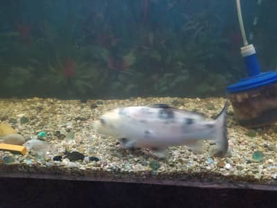 Diamond carb big size