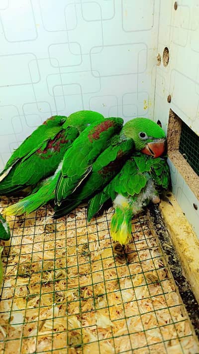 Kashmiri Raw Chicks 0310+77+99+888