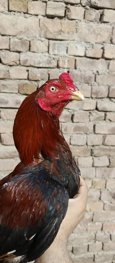 mian wali aseel for sale urgent