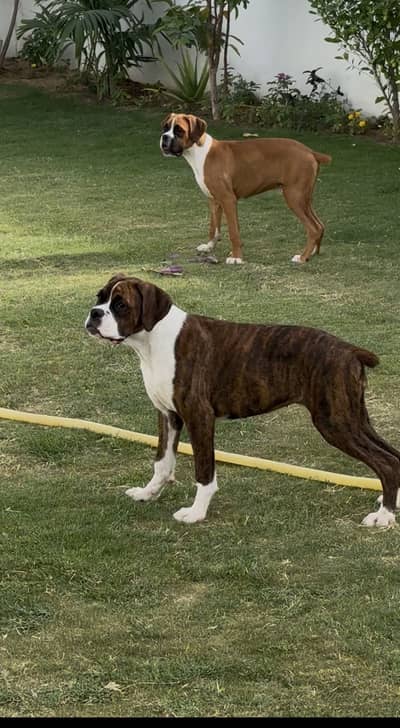 GERMAN PEDIGREE BOXER PAIR